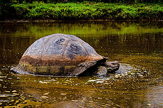 加拉帕戈斯群岛,厄瓜多尔,圣克鲁斯岛,加拉帕戈斯巨龟,享受,龟