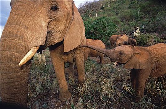 非洲象,婴儿,孤儿,会面,老,女性,东察沃国家公园,肯尼亚