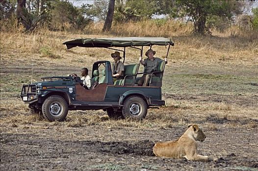 坦桑尼亚,国家公园,游客,看,旅游,交通工具