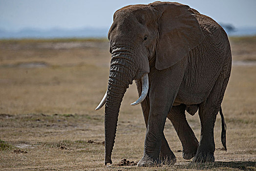 非洲大象074