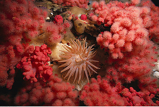 海葵,粉色,珊瑚