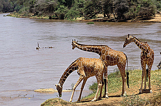 网纹长颈鹿,长颈鹿,群,喝,河,公园,肯尼亚