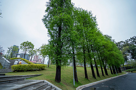 广州2023年春季天河公园的绿树与小路
