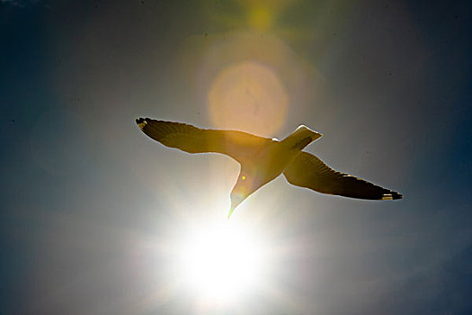 阿波罗湾海鸥