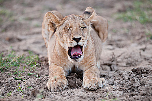 幼狮,肯尼亚,非洲