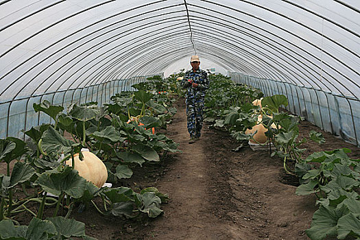 黑龙江,建三江农场科技温室内种植的大南瓜