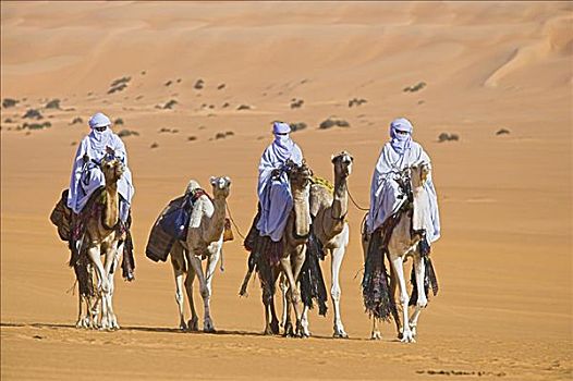 柏柏尔人,人,旅行,骆驼,利比亚