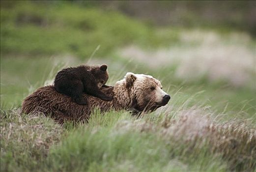 大灰熊,棕熊,青草,阿拉斯加