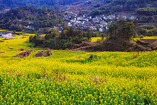 西畈,油菜花,花海,田园,梯田,春光