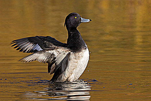 雄性,凤头潜鸭,飞起,不列颠哥伦比亚省,加拿大