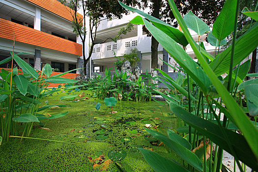 水池,教学楼,桥,绿色