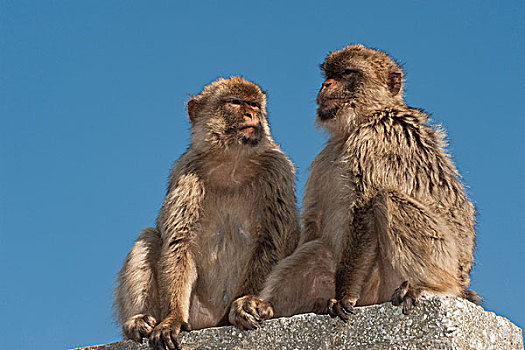 叟猴,一对,直布罗陀,英国