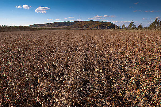 秋天成熟的大豆田地,黑龙江海林