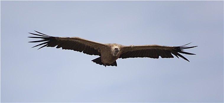 秃鹰,塞戈维亚,西班牙