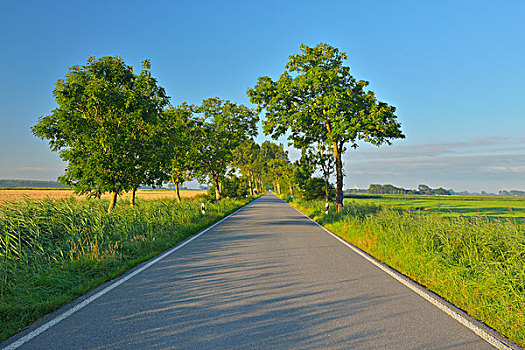 乡间小路,早晨,夏天,石荷州,德国