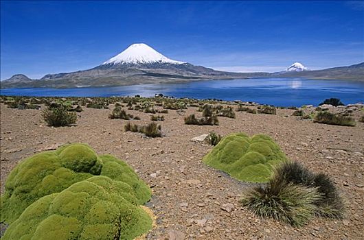 智利,拉乌卡国家公园,垫子,岸边