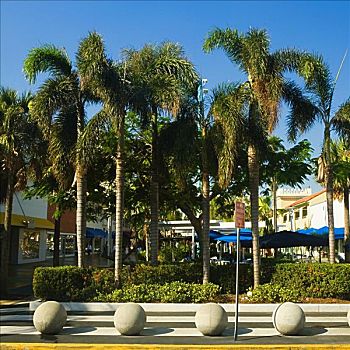 棕榈树,旅游胜地,迈阿密,佛罗里达,美国