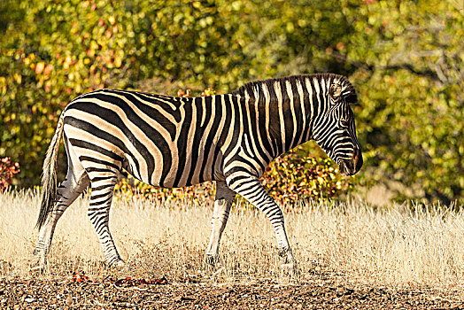 平原斑马,马,斑马,马沙图禁猎区,博茨瓦纳,非洲