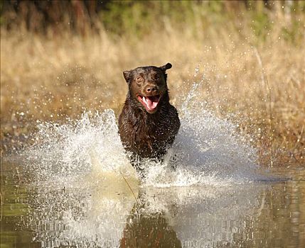 拉布拉多犬,狗,水