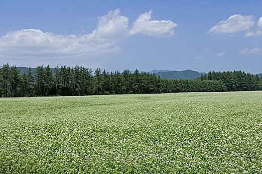 荞麦田