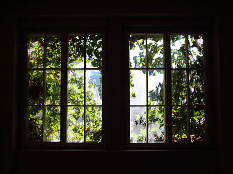 窗户,鲜明,阳光,杂草,逆光