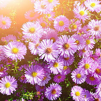紫罗兰,紫苑属,花,秋天,背景