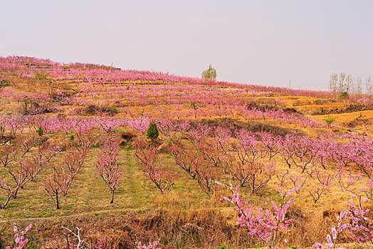 山东蒙阴桃花