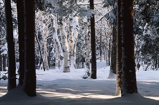 雪,树,新布兰斯维克,加拿大