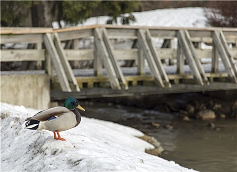 鸭子,雪中,桥