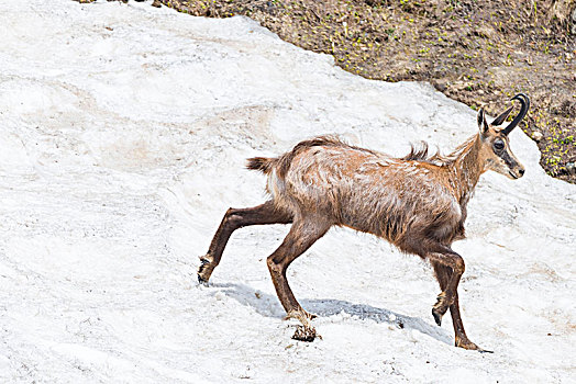 岩羚羊,春天,毛发,山谷,大帕拉迪索国家公园,省,都灵,意大利阿尔卑斯山,意大利
