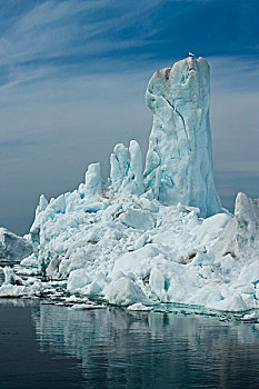 冰山,海鸥,伊路利萨特,迪斯科湾,西格陵兰,格陵兰