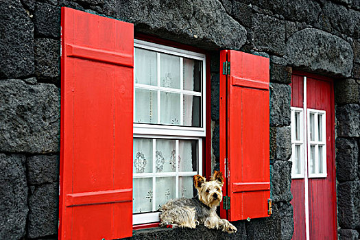 狗,卧,窗户,亚速尔群岛,葡萄牙,欧洲