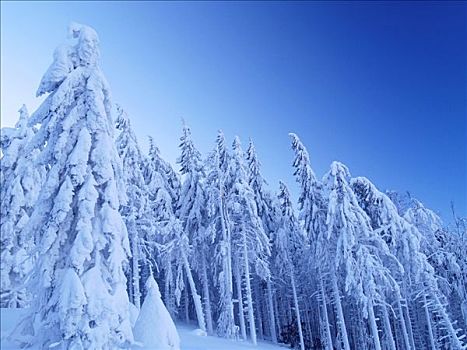 冬日树林,积雪,冷杉,防护,风景,区域,北方,摩拉维亚,捷克共和国,中欧