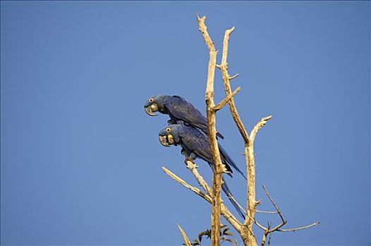 两个,风信子,金刚鹦鹉,紫蓝金刚鹦鹉,坐在树上,潘塔纳尔,巴西,侧面