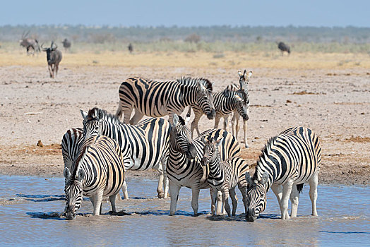 牧群,斑马,马,喝,水坑,埃托沙国家公园,纳米比亚,非洲