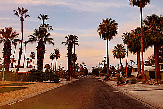 棕榈树,郊区,道路,棕榈泉,加利福尼亚,美国