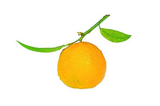 克莱门氏小柑橘,绿叶,隔绝,白色背景