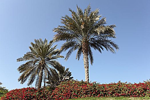 棕榈树,迪拜,阿联酋