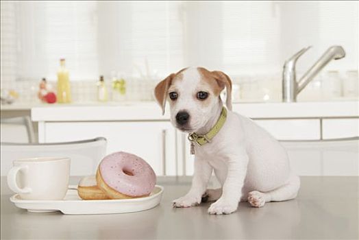 杰克罗素狗,小狗,坐,靠近,托盘,甜甜圈
