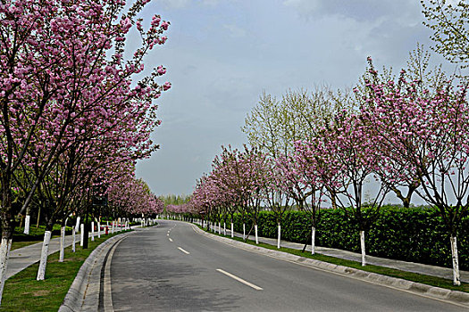 重庆上邦国际樱花大道