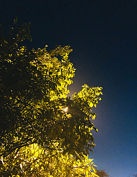 夜灯树景