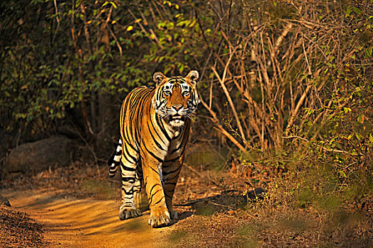虎,走,小路,伦滕波尔国家公园,拉贾斯坦邦,印度,亚洲