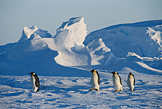 南极,帝企鹅,走,风景,大幅,尺寸