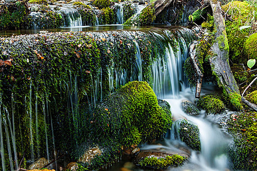 河流,苔藓,洛斯格拉希亚雷斯国家公园,阿根廷,南美