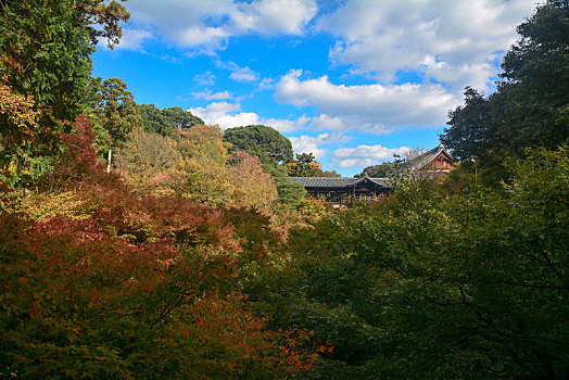 红叶季节