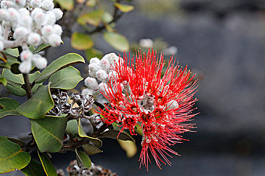 红色,花,树,本土动植物,植物,基拉韦厄火山,夏威夷,美国