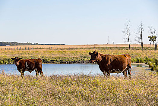 母牛,幼兽,旁侧,靠近,艾伯塔省,加拿大