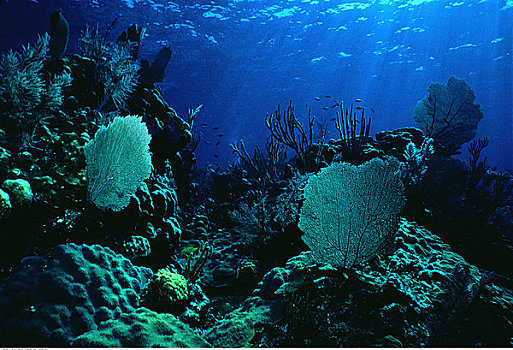水下视角,珊瑚礁,新普罗维登斯,岛屿,巴哈马