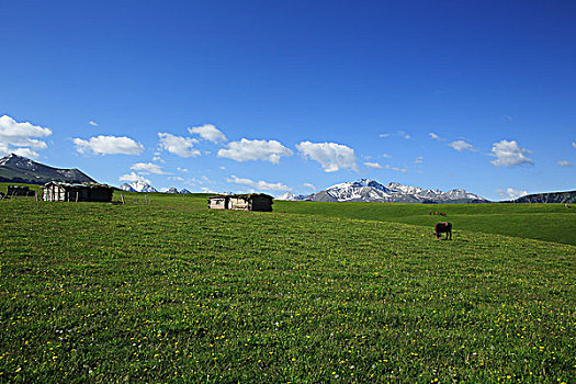 天山草原春色