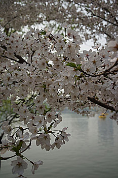 玉渊潭樱花